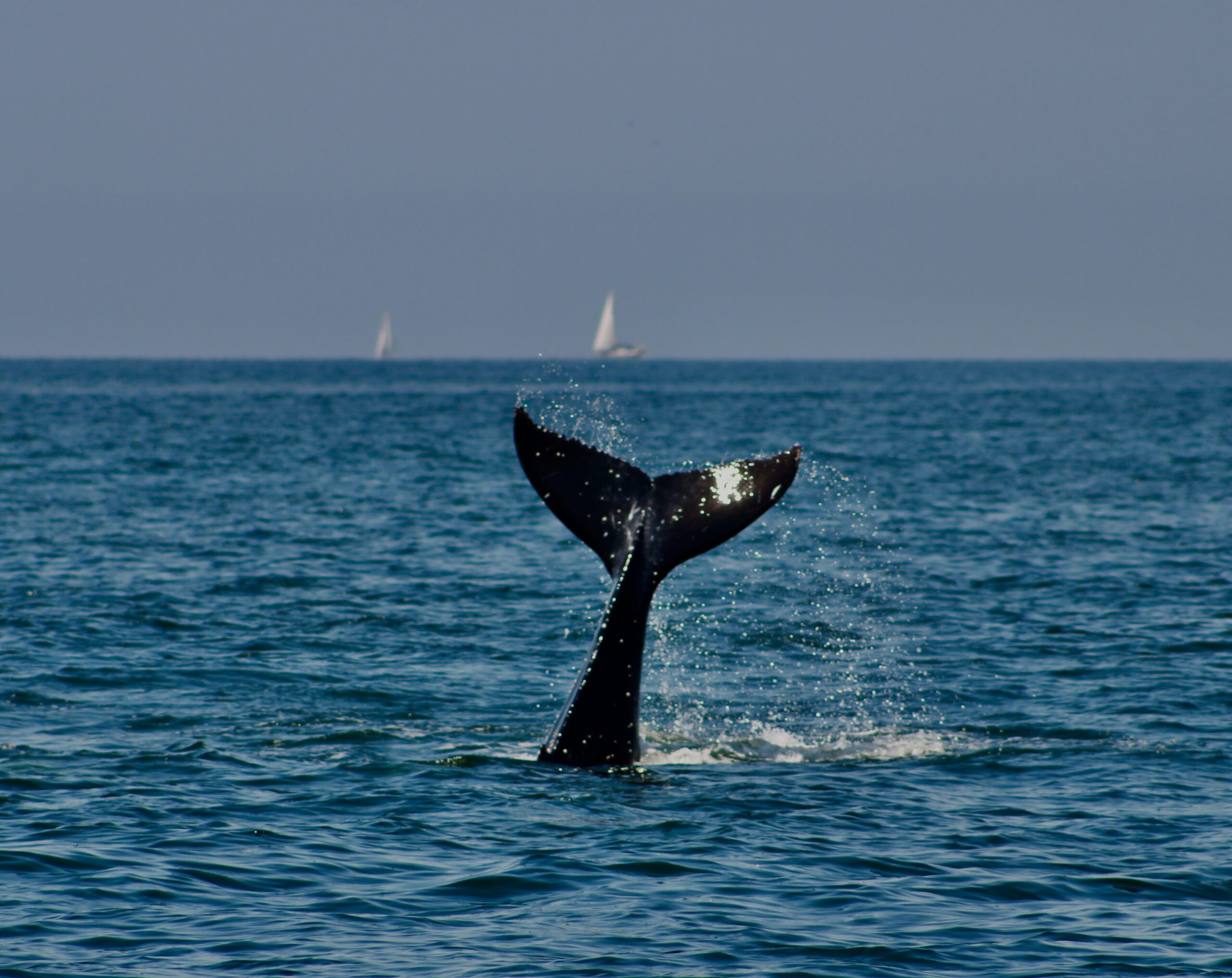The Best Time to Visit Puerto Vallarta for Adventure Tours: A Seasonal Guide