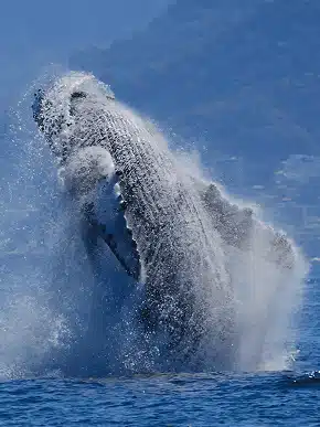 Whale Watching Tour in Puerto Vallarta
