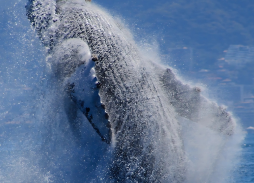 Whale Watching