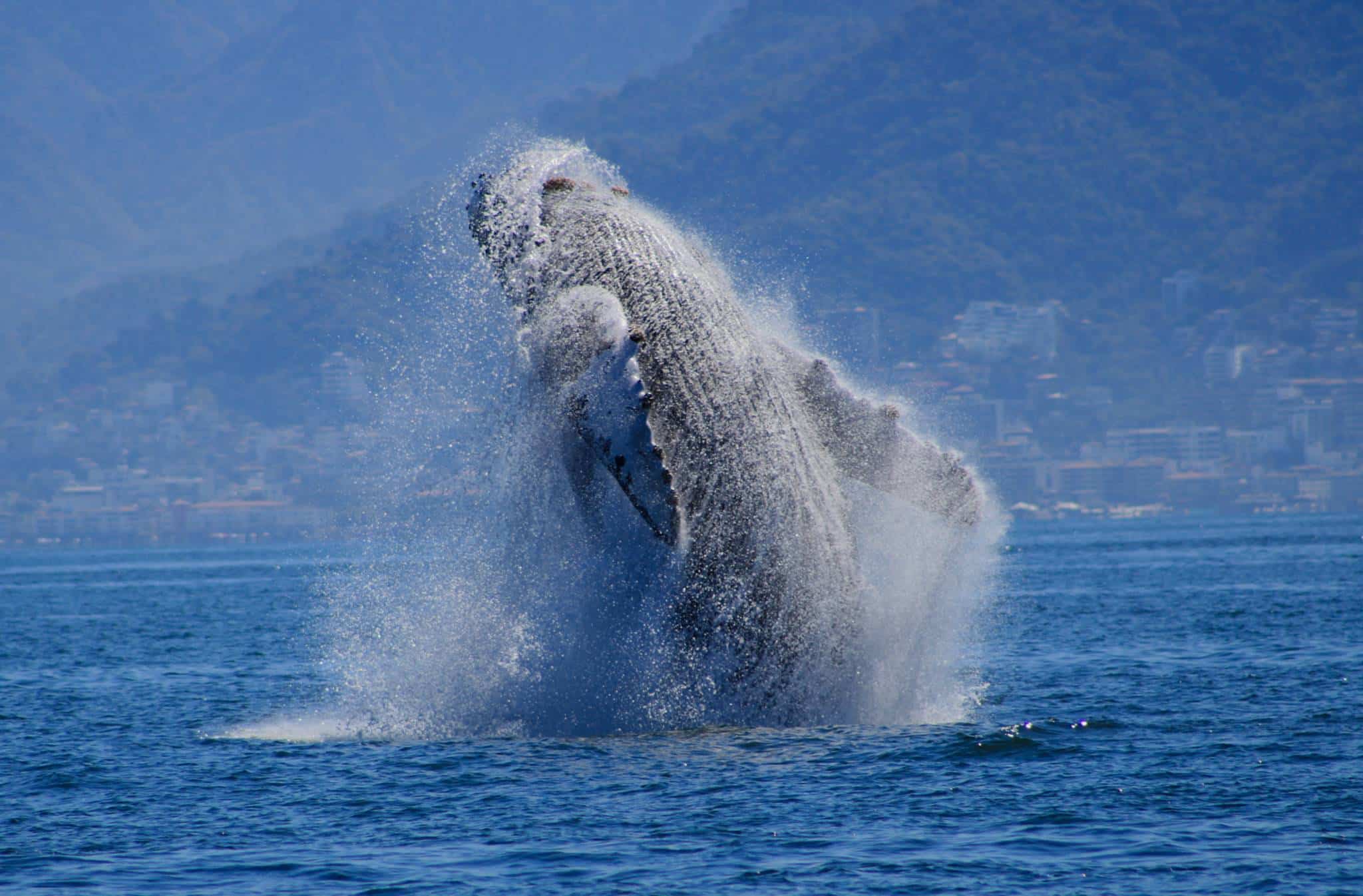 whale watching tour Puerto Vallarta