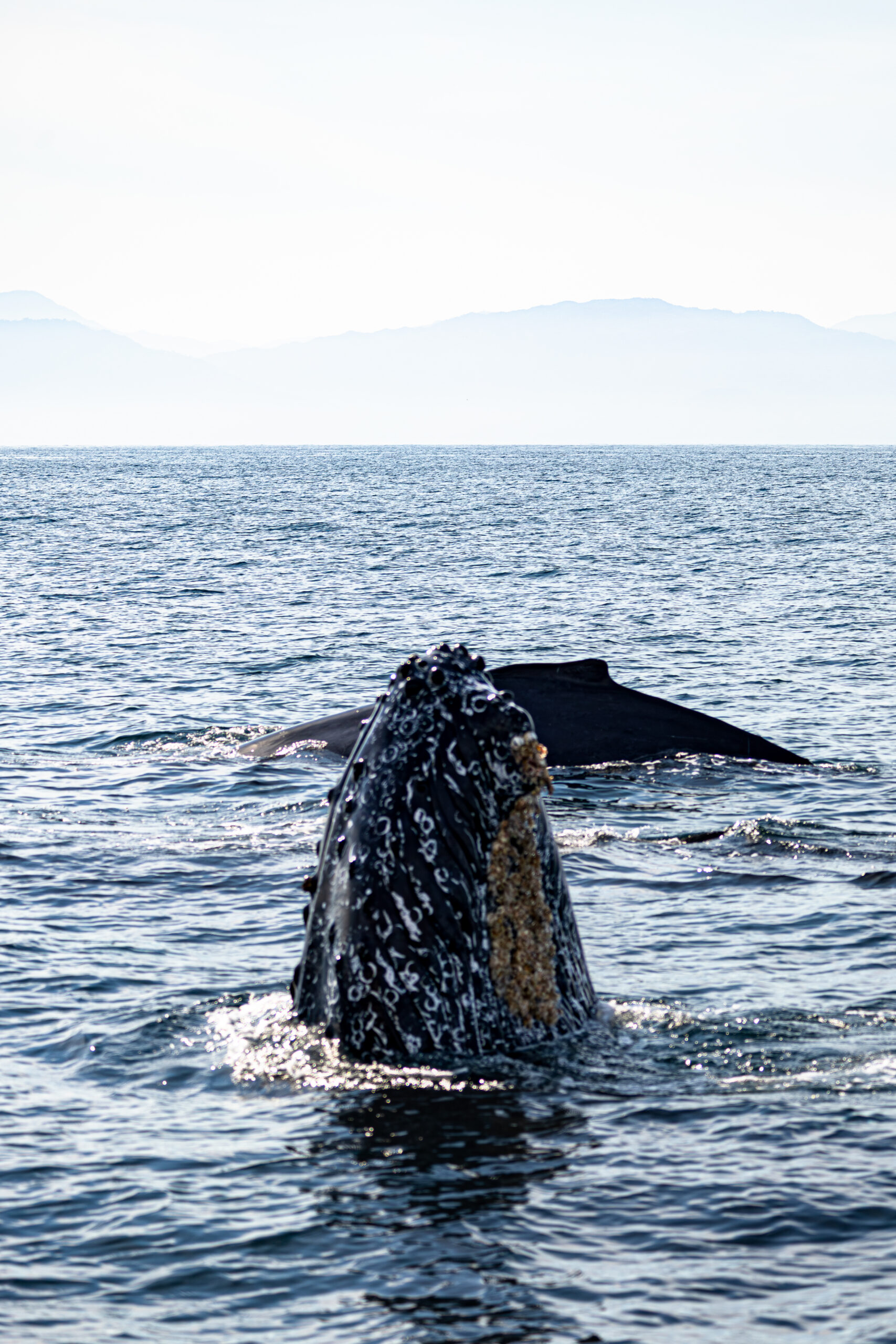 whale head breaching Banderas Bay